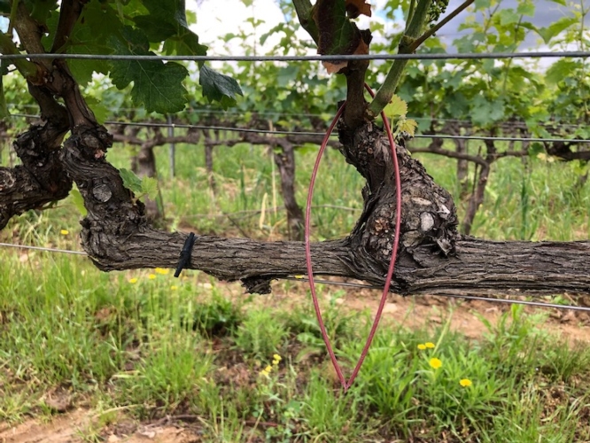 Biogard - Confusion sexuelle